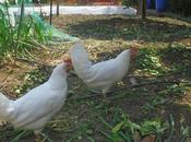 gallinas