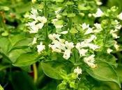 Propiedades medicinales albahaca