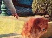 Amor canino... Parte