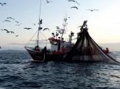 pesca cerco conflicto