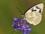 Melanargia galathea (Linnaeus, 1758) Medioluto norteña