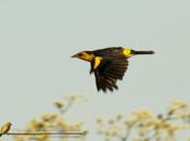 Dragón, destello dorado Pampas antaño
