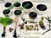 tazas rotas antiguas cactus