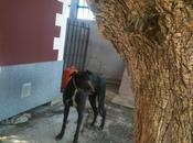 Galgo calle¡¡ necesita acogida urgente¡¡ murcia.‏