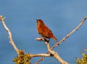 Chochines pleno pulmón