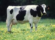 IBR: Rinotraqueitis infeciosa bovina
