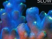 curiosos hábitos nocturnos coral
