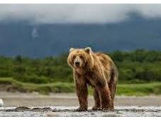 Bears: Osos