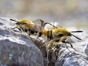 Hemaris tityus (Linnaeus 1758) Esfinge escabiosa