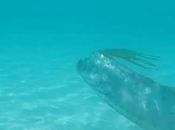 Extraordinario vídeo peces remo nadando aguas poco profundas