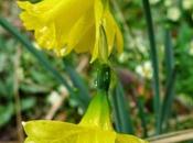 Narcissus longispathus Pugsley