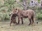 sorprendente reacción leona cría babuino acaba matar