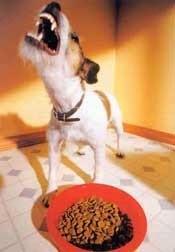 Perro agresivo comida