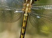 Orthetrum coerulescens (Fabricius, 1798)