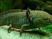 Ajolote (Axolotl)