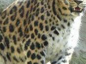 Leopardo Amur