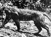 Tigre Java