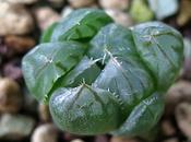 Haworthia Yamada Black