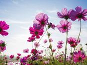 Decorando flores