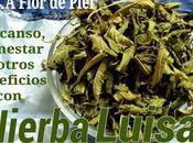 Hierba Luisa Verbena Olorosa-propiedades,usos recetas caseras