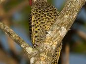 Carpintero real (Green-barred Woodpecker) Colaptes melanochloros