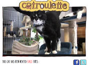 Adopta pasa siguiente gato Catroulette