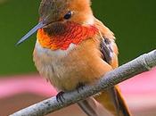 tierra humanos colibríes.