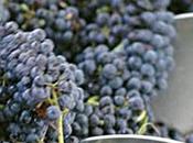 Gioja encontróse ayer titular coviar azúcar mosto