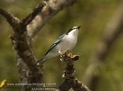 Frutero cabeza negra (Hooded tanager) Nemosia pileata