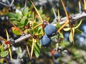 Leyendas mitos patagónicos: Calafate.