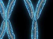 cromosoma determina algo sexo