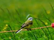 lavanderas boyeras inician cría