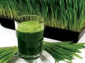 cebada verde, beneficio integral para salud