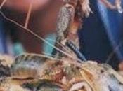 Capacitan pescadores recolectores camarón...