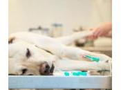 ¿Los perros pueden donar sangre?