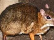 Tragulus Javanicus, mitad ciervo-mitad ratón, nace España.