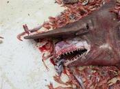 terrorífico tiburón duende capturado Florida (fotos)