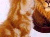 Consejos cirujano veterinario metido coach