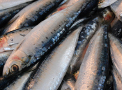 Beneficios pescado azul para salud