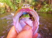 Pescador encuentra rana viva garganta (foto)