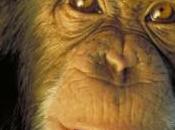 Chimpancés seres humanos comparten rasgos personalidad