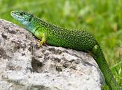 lagarto verde masivo herbicidas