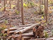 Ayudas Cantabria para extración biomasa forestal residual