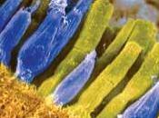 Retinal cone cells transplanted into blind mice