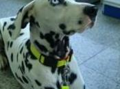 Dulce,dalmata hembra meses.sorda.(sosdalmatas)