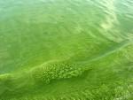 ¡Peligrosas aguas verdes!