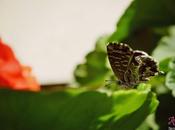 Macro día: mariposa