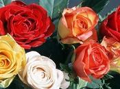Rosas simbolismo