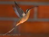 Ermitaño canela (Planalto Hermit) Phaetornis pretrei