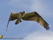 Águila pescadora (Osprey) Pandion haliaetus